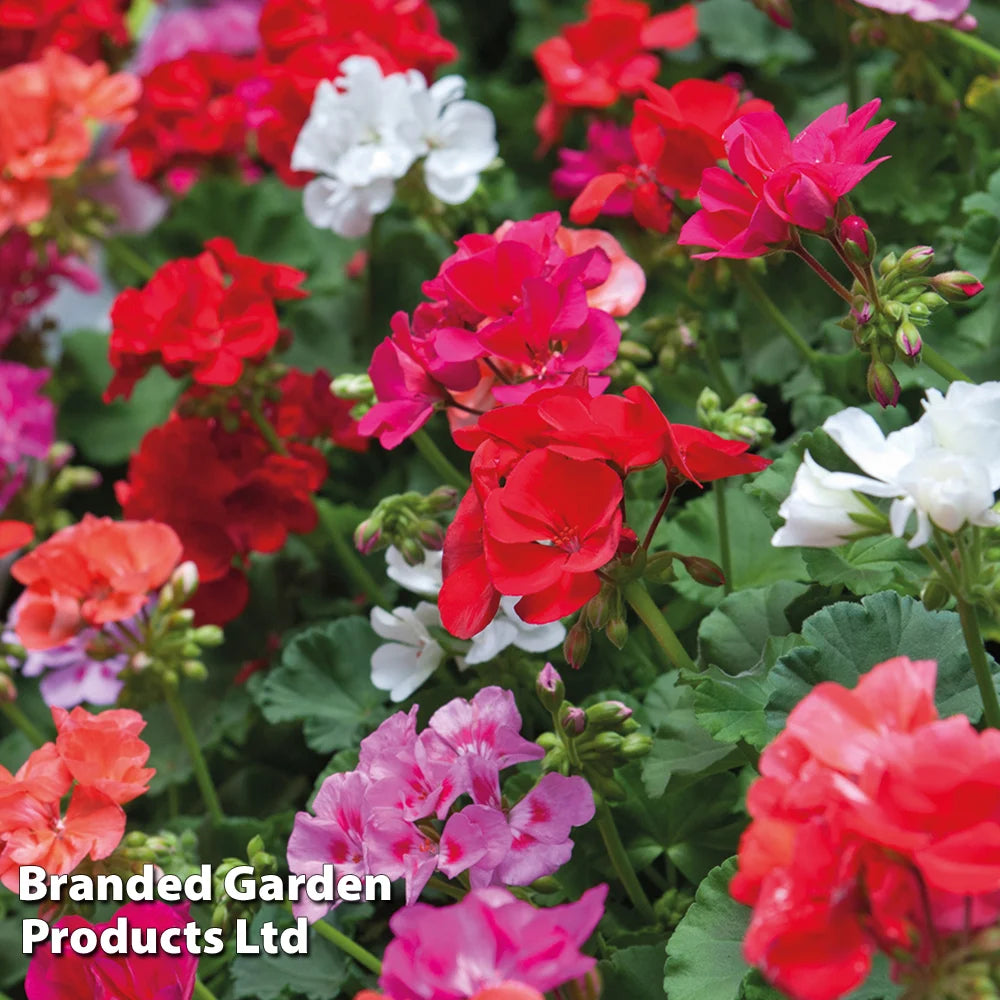 Garden Ready Summer Favourites Collection Garden Ready Plants Plants | 48 x Garden Ready Plants