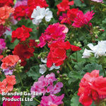 Geranium Jackpot Mixed Garden Ready Plants | 12 x Garden Ready Plants
