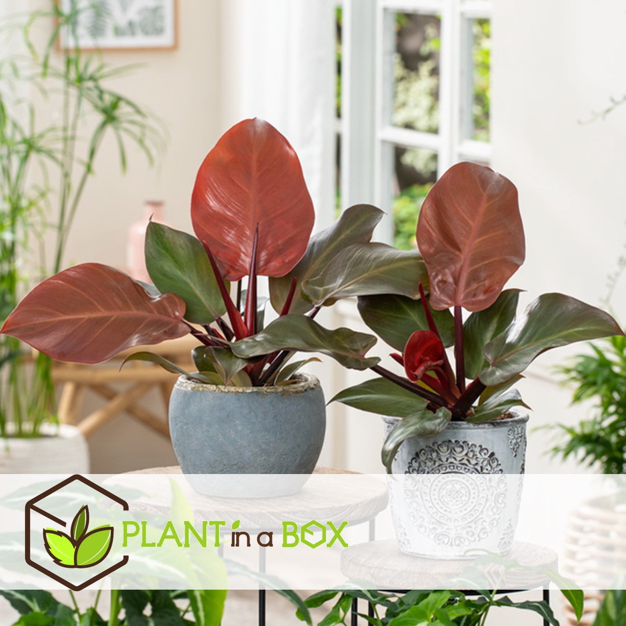 Sweetheart Plant - Philodendron 'sun Light' - Height 20-30cm - ⌀12cm | Set of 1 | Red