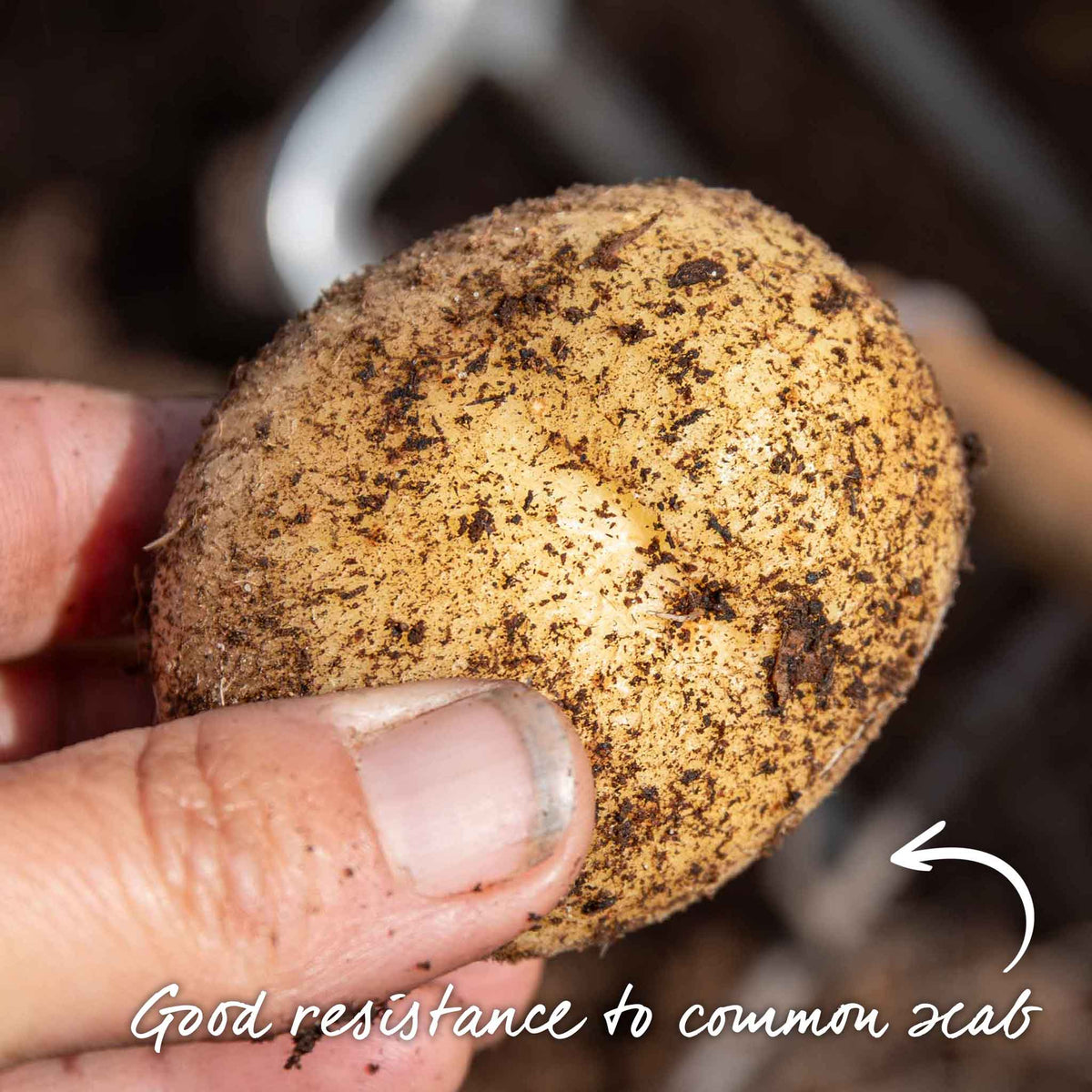 Seed Potato Maris Bard Tubers | 2kg | Multi