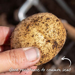 Seed Potato Maris Bard Tubers | Set of 5 | Multi