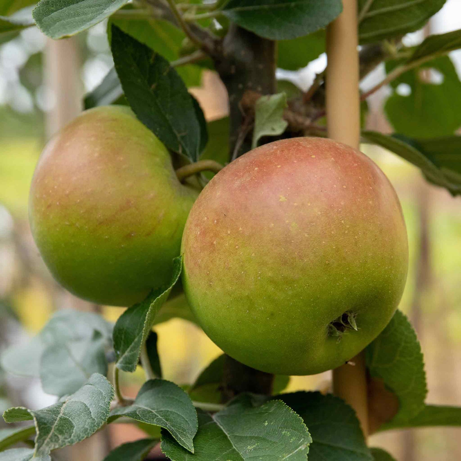 Jonagold Apple Tree M9 Dwarf Rootstock For Patio And Containers | 1 x 2L