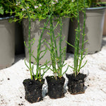 Samphire Plant (salicornia Europaea) | 3 x Plug Plants | Green