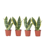 Snake Plant - 4 Pcs. - Sansevieria 'futura Superba' - Height 35-40cm - ⌀12cm | Set-of-4 | Green