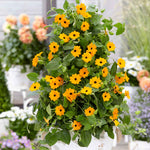 Thunbergia 'orange' Climbing Plant Plug Plants | 12 x Plug Plants | Orange
