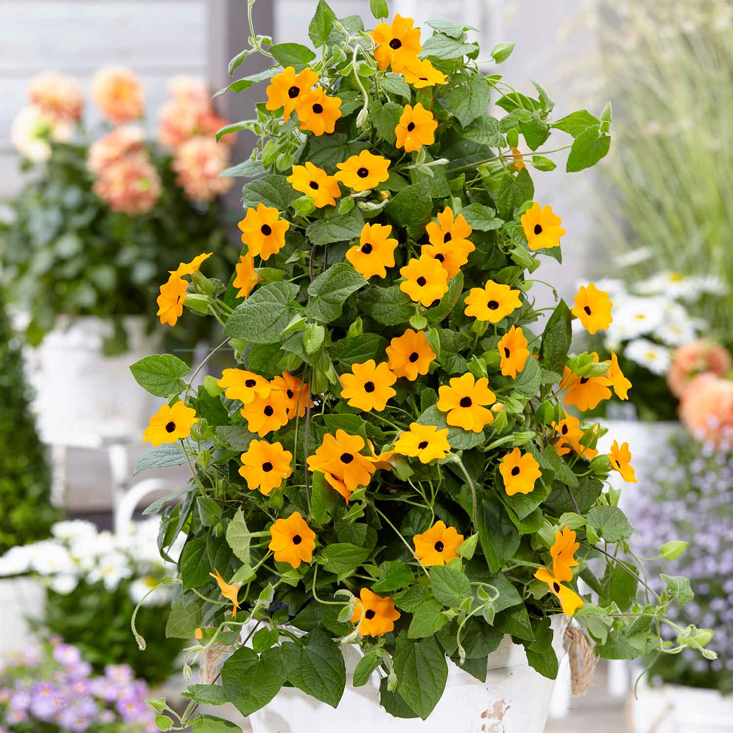 Thunbergia 'orange' Climbing Plant Plug Plants | 12 x Plug Plants | Orange