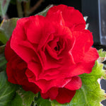 Begonia 'nonstop Mix' Double-flowering Shade-loving Bedding Plant | 20 x Pro Grower Plugs | Multi