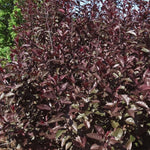 Prunus Nigra Cistena Patio Flowering Tree 3-4ft Supplied In A 7.5 Litre Pot