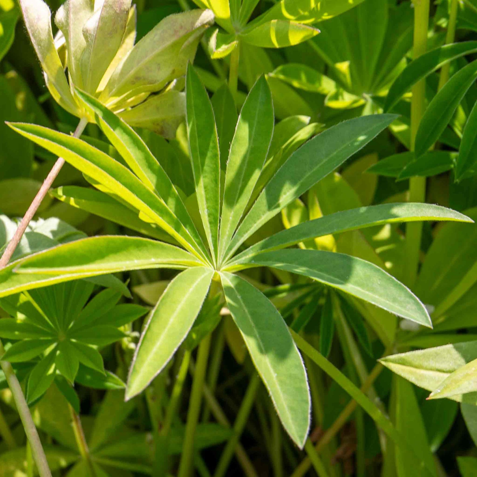 Lupin 'legendary Mix' - Tall Pollinator-friendly Perennial | 3 x Jumbo Plugs | Multi