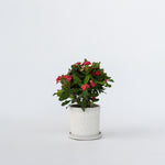 Crown Of Thorns - Euphorbia 'milii' - Height 25-35cm - ⌀13cm | Set-of-1 | Pink