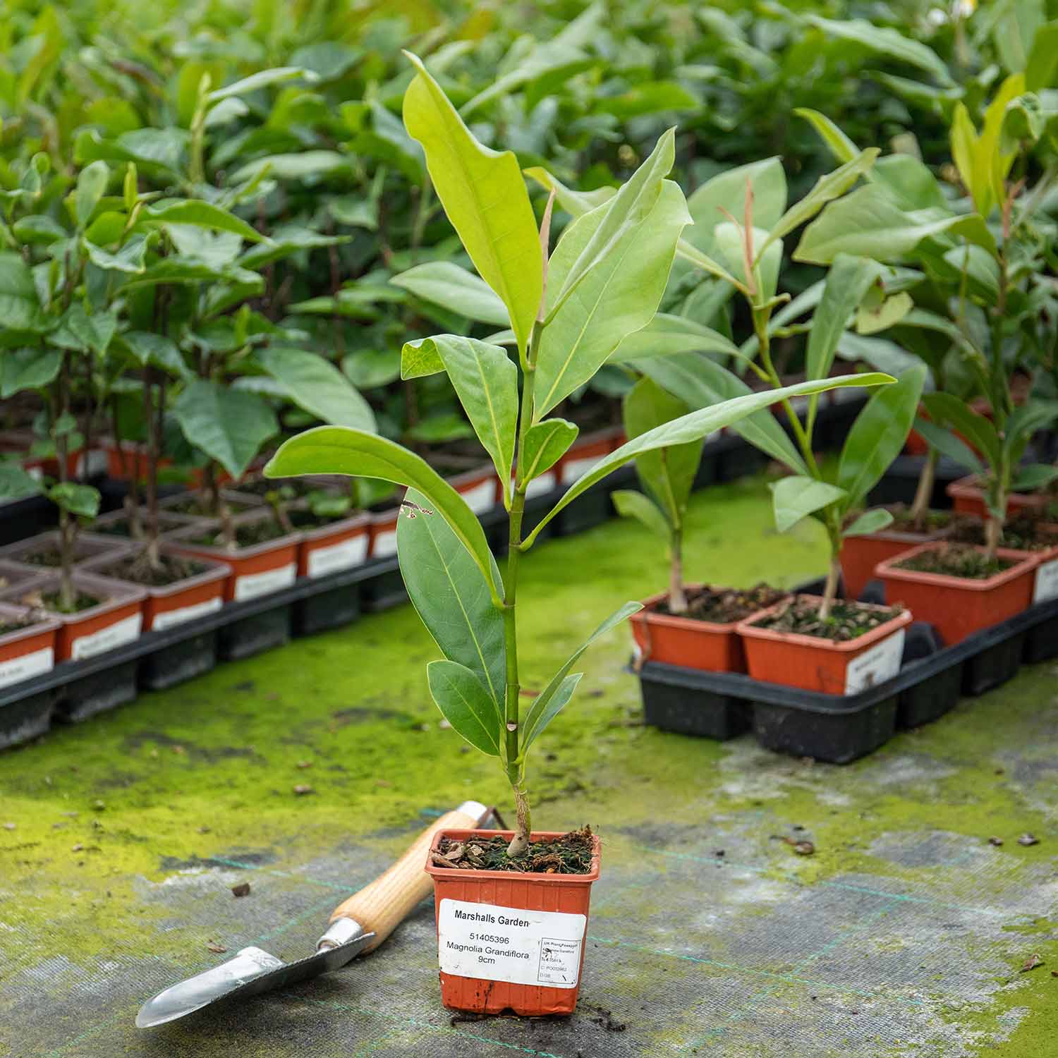 Magnolia 'grandiflora' Evergreen Plant | 1 x 9cm | White
