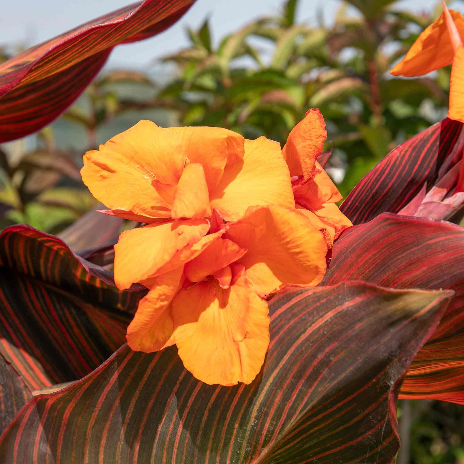 Canna Lily 'lily Tropicana' Plants | 1 x 9cm | Purple & Green