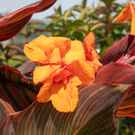 Canna Lily 'lily Tropicana' Plants | 3 x 9cm | Purple & Green