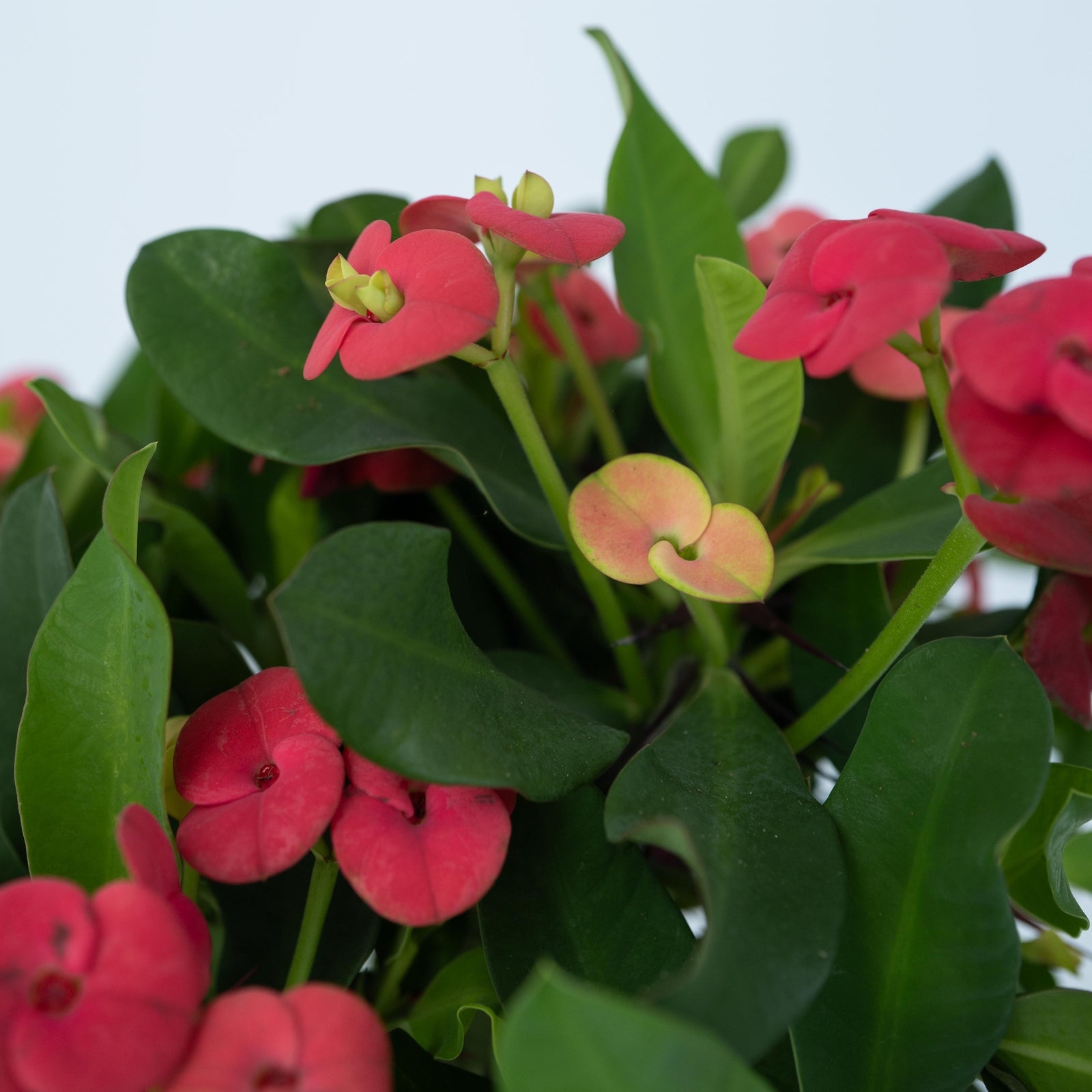 Crown Of Thorns - Euphorbia 'milii' - Height 25-35cm - ⌀13cm | Set of 1 | Pink