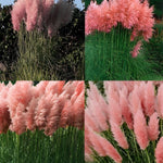 3x Pink Pampas Grass Large Plants Supplied In 3 Litre Pots