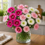 Dianthus ‘cocktail Collection’ - Plug Plants | Set-of-9 | Multi