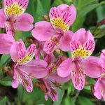 Hayloft Alstroemeria Duc D'anjou 'edouard' - 3 X 9cm Pots