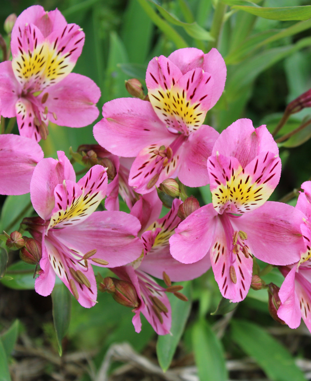 Hayloft Alstroemeria Duc D'anjou 'edouard' - 3 X 9cm Pots