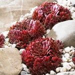 Sempervivum 'coral Red' - Hardy, Drought-tolerant For Pots & Rock Gardens | 1 x 9cm | Multi