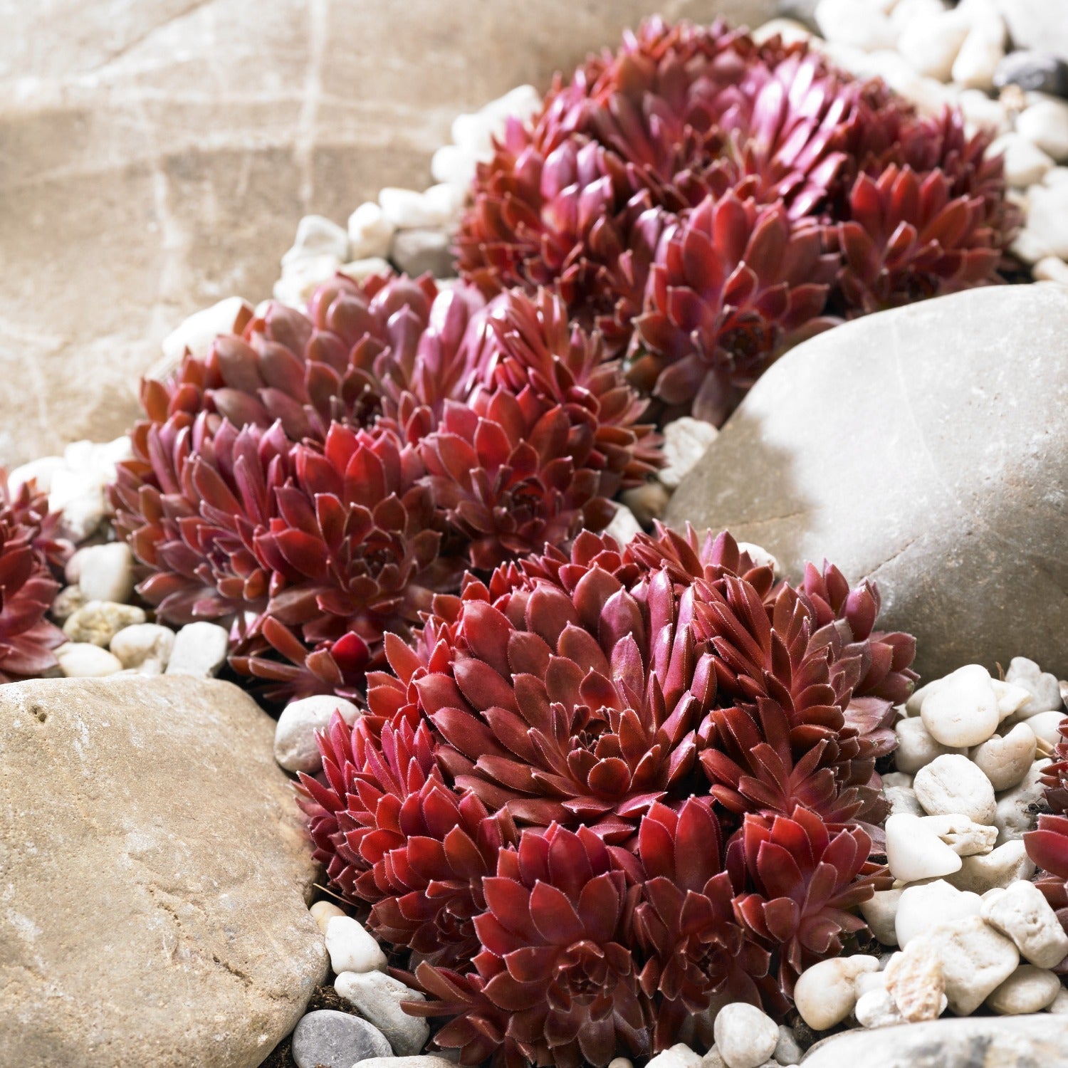 Sempervivum 'coral Red' - Hardy, Drought-tolerant For Pots & Rock Gardens | 1 x 9cm | Multi