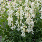 Penstemon 'arabesque Appleblossom' 2l Pollinator-friendly Perennial | Set of 1 | Pink