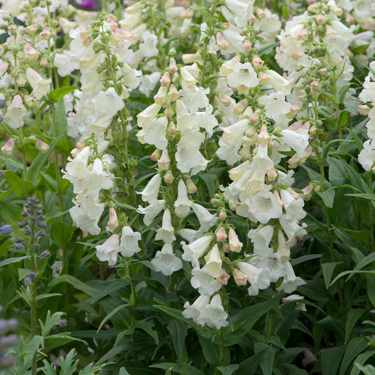 Penstemon 'arabesque Appleblossom' 2l Pollinator-friendly Perennial | Set of 1 | Pink
