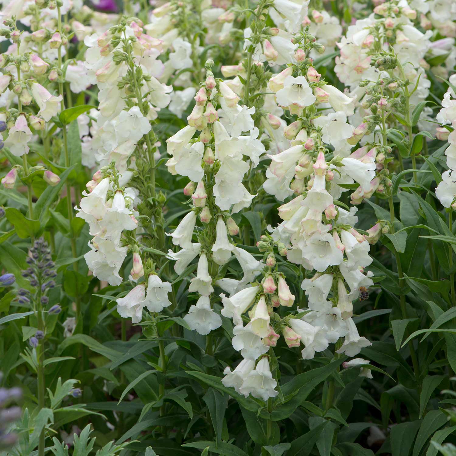 Penstemon 'arabesque Appleblossom' 2l Pollinator-friendly Perennial | Set-of-1 | Pink