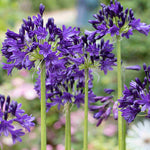 Agapanthus 'royal Velvet' - Deep Purple-blue African Lily - 9cm Pot | 3 x 9cm | Purple