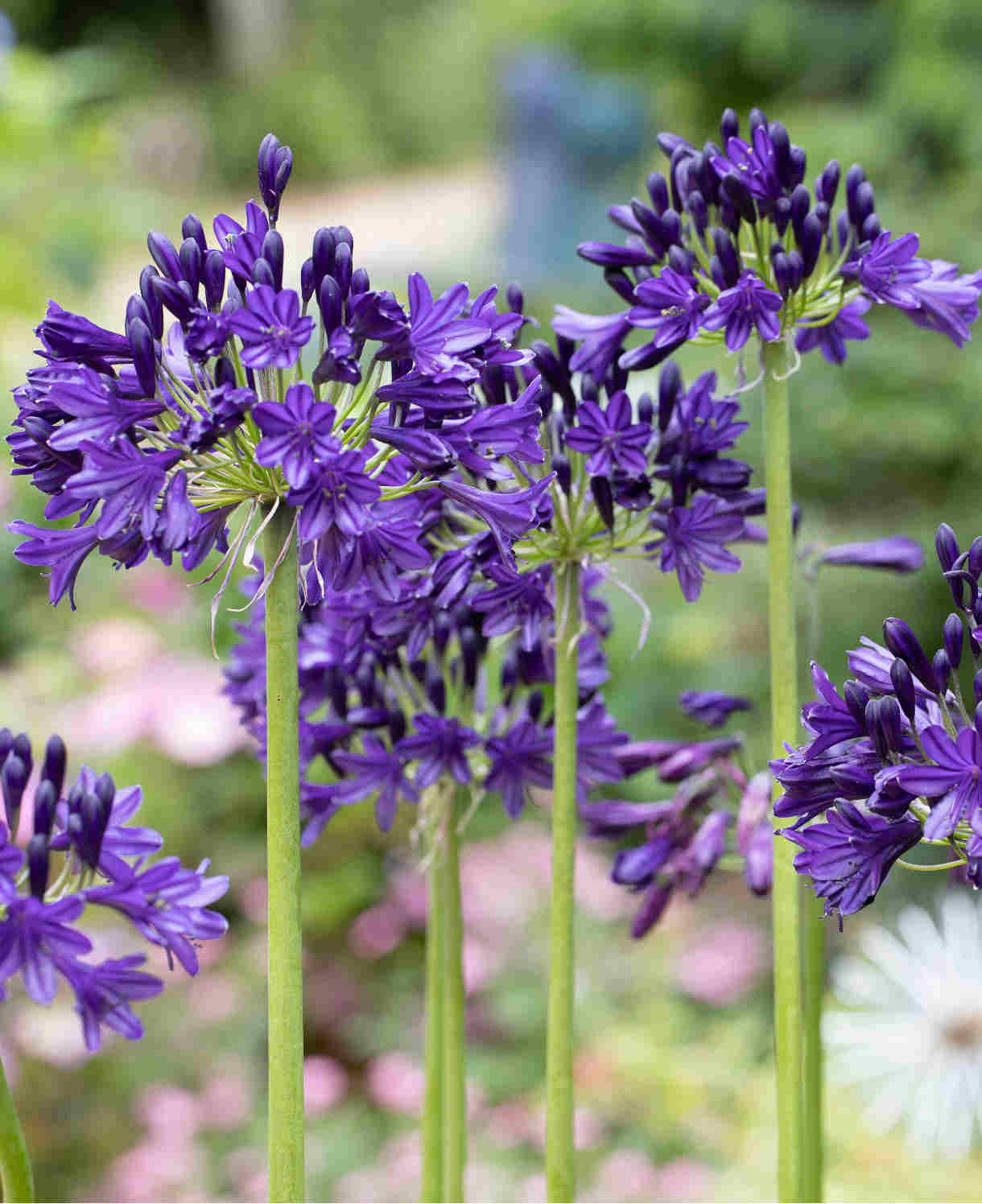 Agapanthus 'royal Velvet' - Deep Purple-blue African Lily - 9cm Pot | 3 x 9cm | Purple