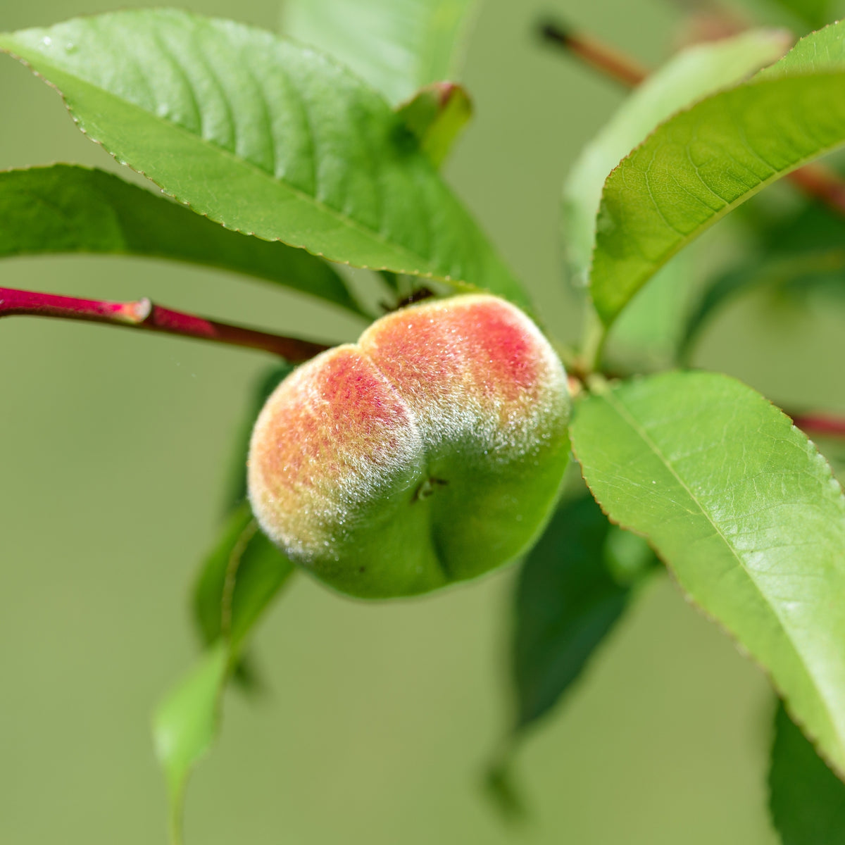 Peach Tree - Prunus Persica 'Saturne' - Height 60-70cm - ⌀15cm | Set of 1 | Pink