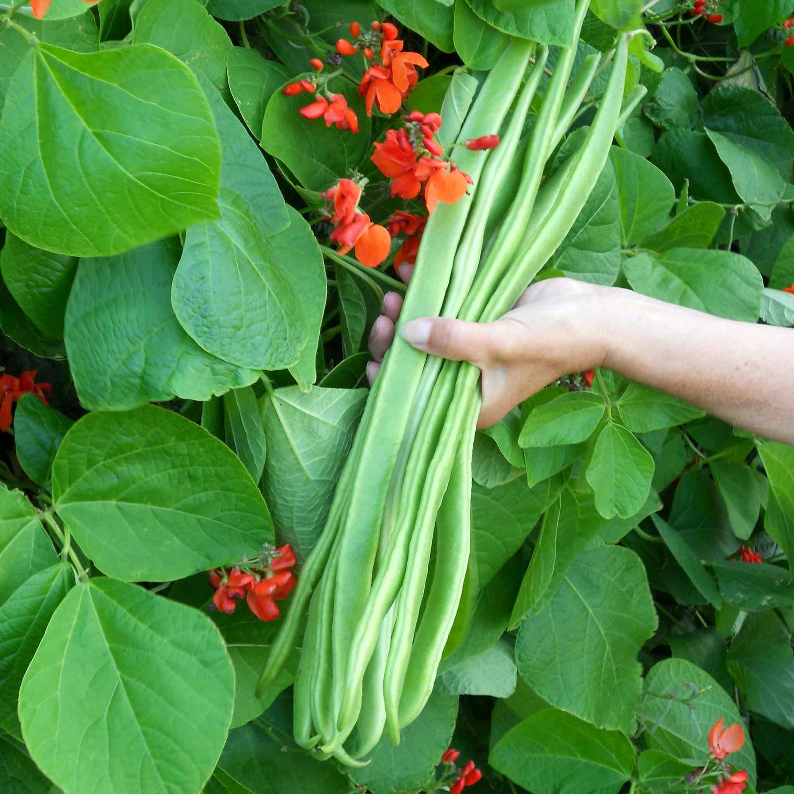 Runner Bean 'bench Master' - Red-flowered Show Variety With 40cm Pods | 12 x Pro Grower Plugs | Green