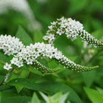 Lysimachia Clethroides - Gooseneck Loosetrife Set Of 3 In 9cm Pots