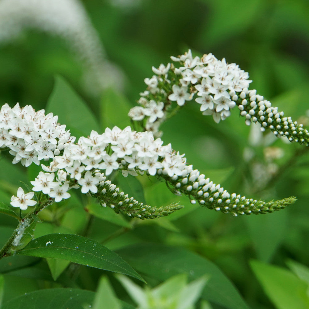 Lysimachia Clethroides - Gooseneck Loosetrife Set Of 3 In 9cm Pots