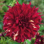 Dahlia Tuber 'bohemian Spartacus' - Dinnerplate Crimson & Cream, 1 X Tuber | 1 x Bulb | Red