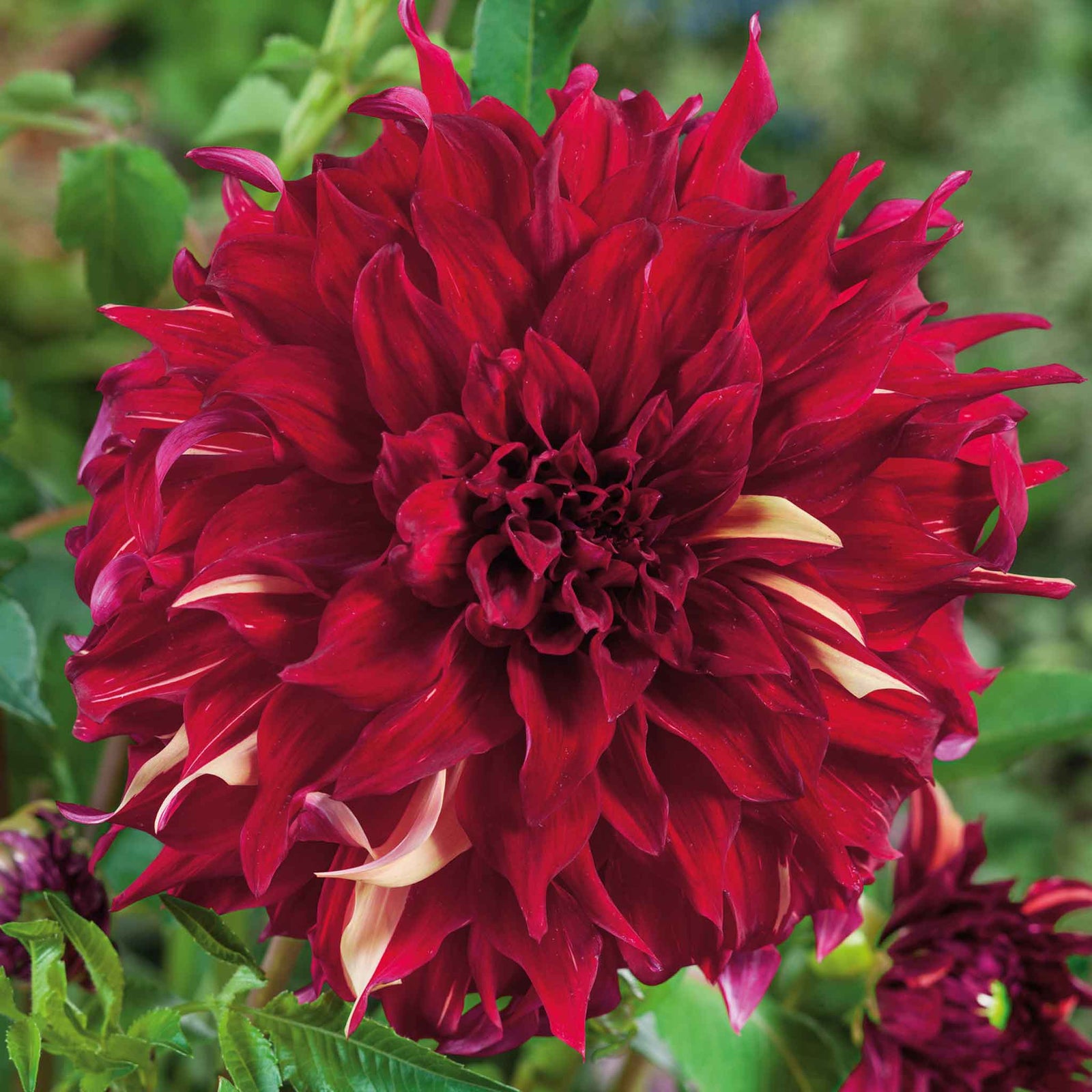 Dahlia Tuber 'bohemian Spartacus' - Dinnerplate Crimson & Cream, 1 X Tuber | 1 x Bulb | Red