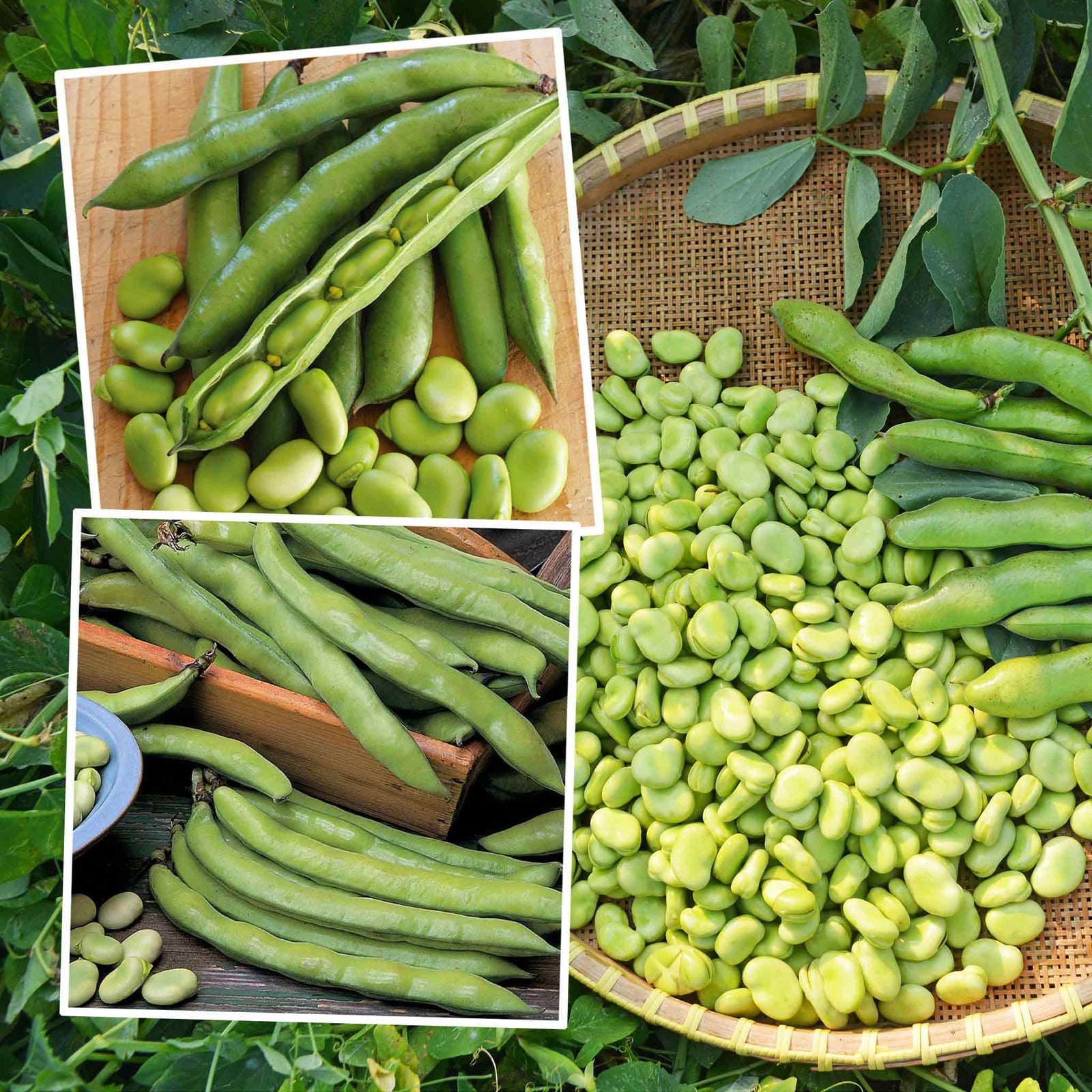 Broad Bean Plant Collection - 3 Hardy Varieties | 36 x Pro Grower Plugs
