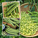 Broad Bean Plant Collection - 3 Hardy Varieties | Set of 72