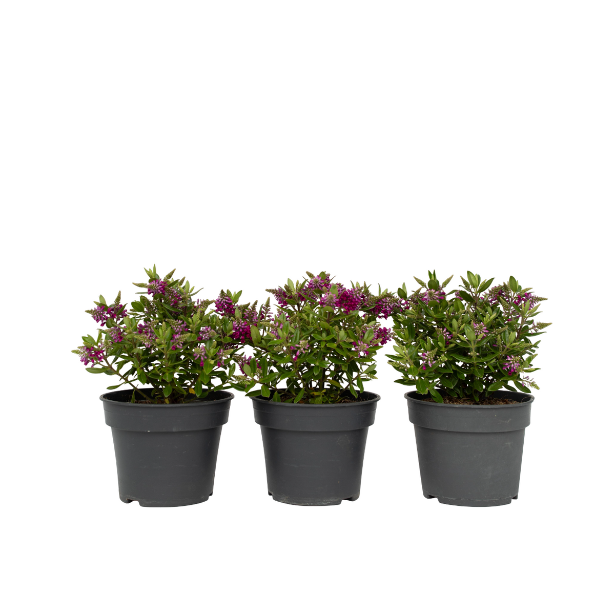 Evergreen Shrub - 3 Pcs. - Hebe All Blooms 'samona' - Height 30-35cm - ⌀13cm | Set of 3 | Pink