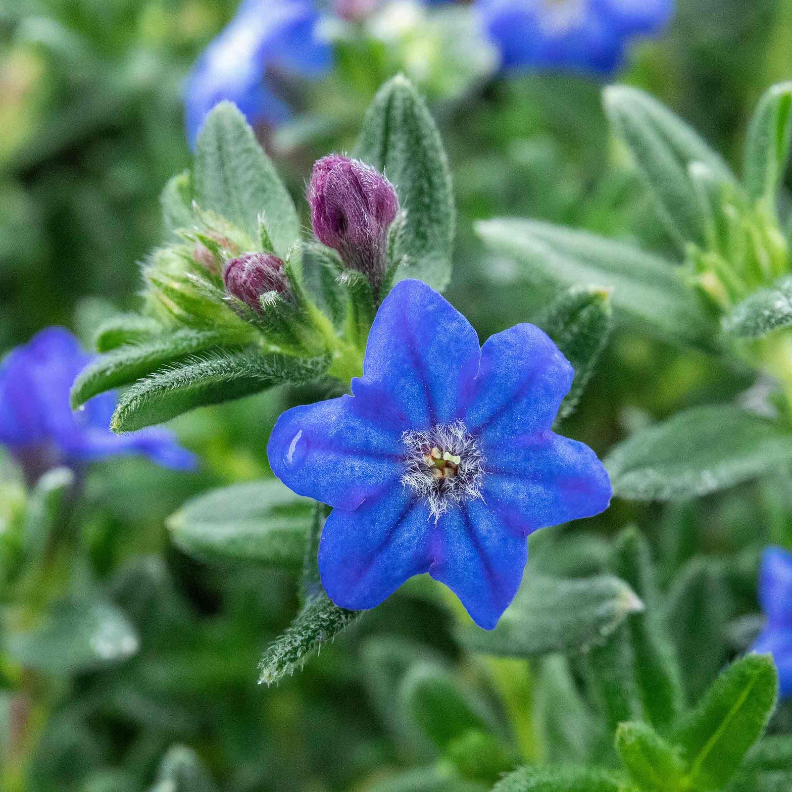 Lithodora 'heavenly Blue' | 3 x Jumbo Plug Plants | Dark Blue