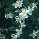 Philadelphus Belle Etoile Mock Orange Garden Shrubs Pack Of 3