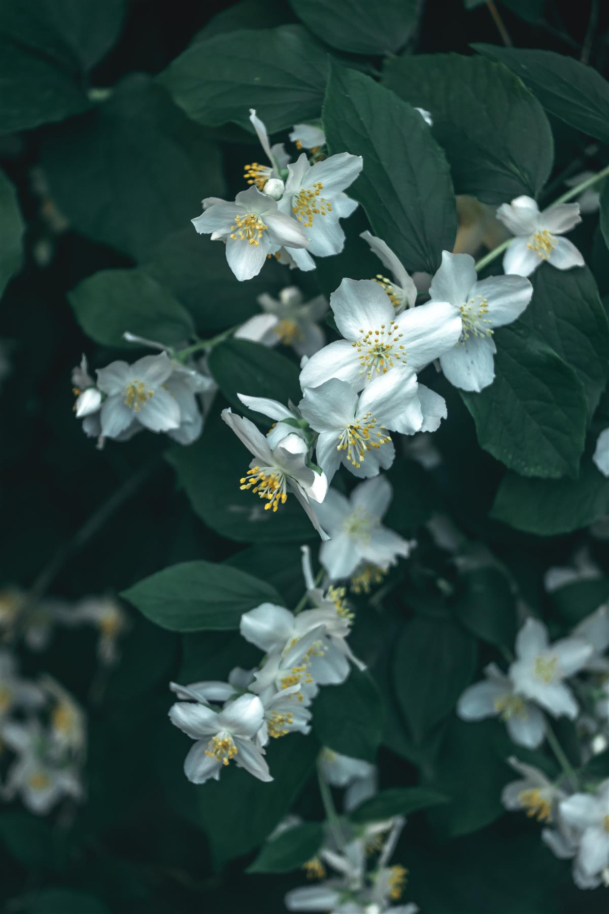 Philadelphus Belle Etoile Mock Orange Garden Shrubs Pack Of 3
