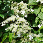 Hayloft Climbing Hydrangea - Hydrangea Anomala Subsp Petiolaris