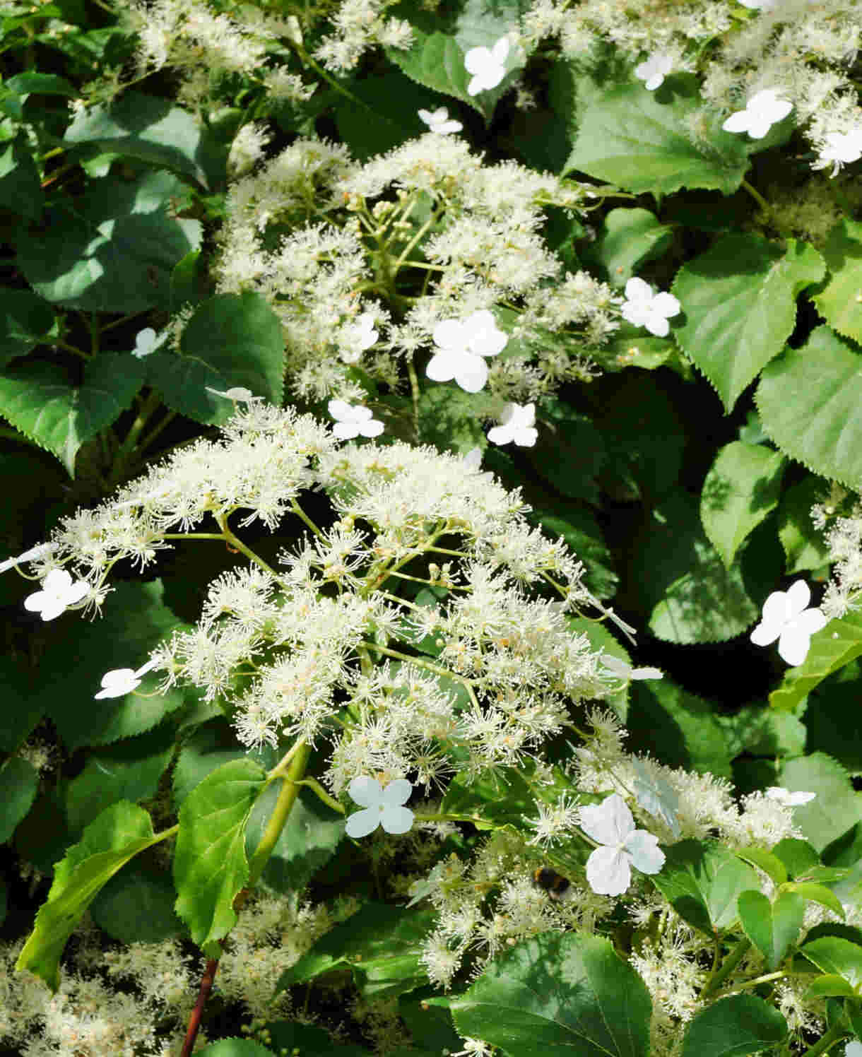 Hayloft Climbing Hydrangea - Hydrangea Anomala Subsp Petiolaris