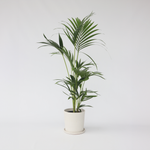 Kentia Palm - Howea Forsteriana - Height 90-100cm - ⌀18cm | Set of 1 | Green