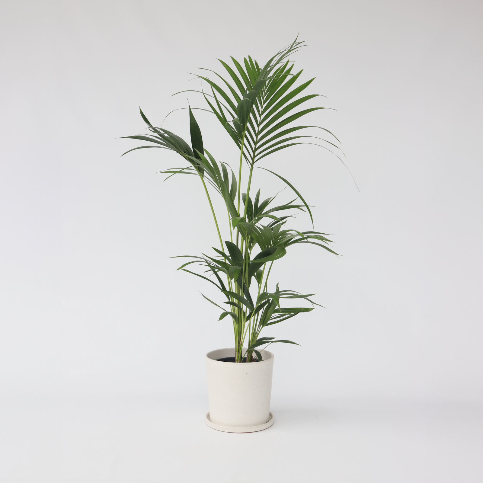 Kentia Palm - Howea Forsteriana - Height 90-100cm - ⌀18cm | Set of 1 | Green