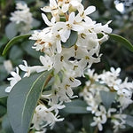 Osmanthus Burkwoodii Fragrant Evergreen Shrub