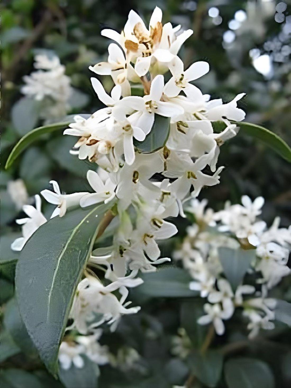 Osmanthus Burkwoodii Fragrant Evergreen Shrub