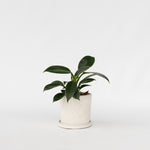 Sweetheart Plant - Philodendron 'green Princess' - Height 20-30cm - ⌀12cm | Set of 1 | Green