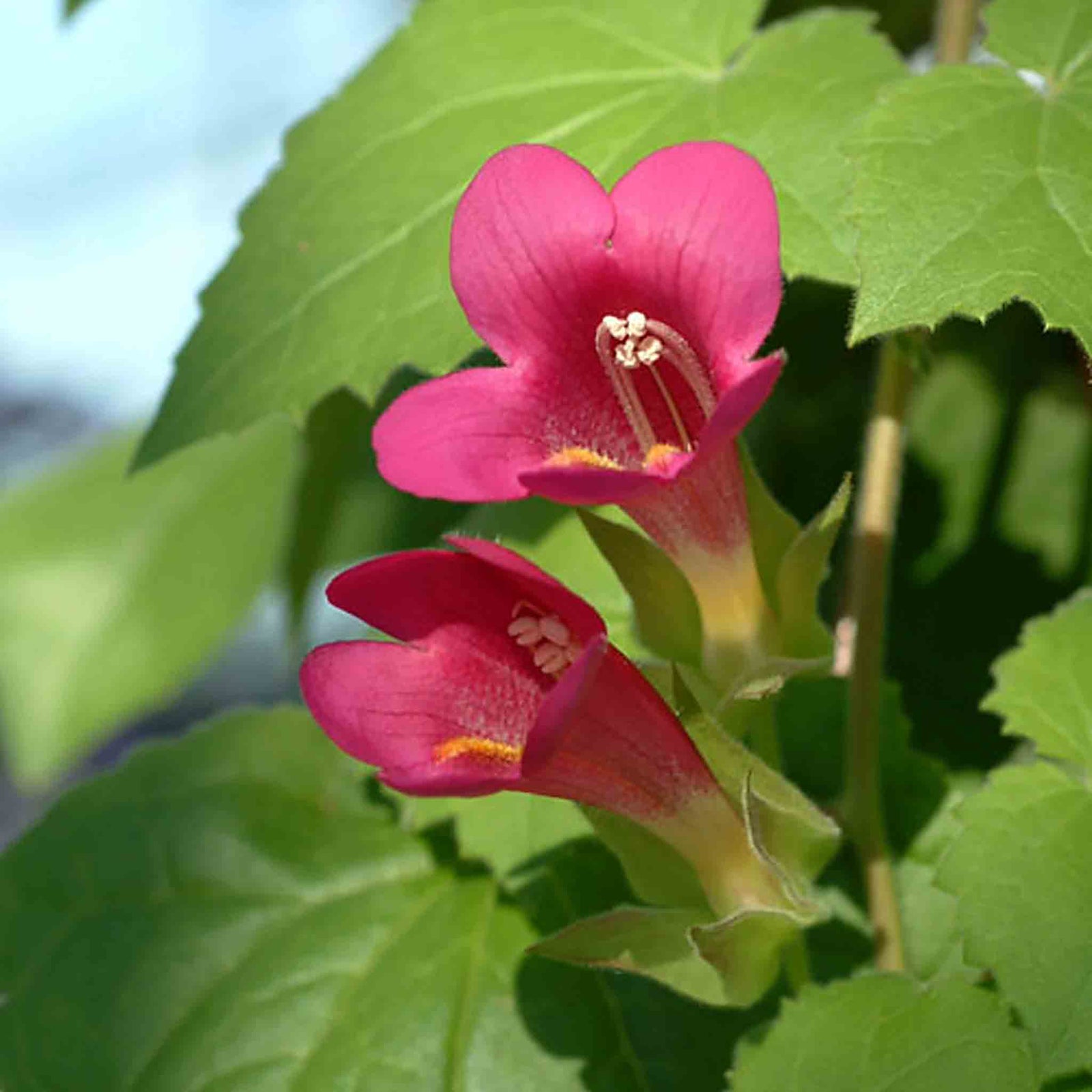Lofos 'wine Red' Trailing Basket Plant | 12 x Plug Plants | Red