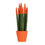 Snake Plant Velvet Touch - Sansevieria Cylindrica - Height 20-40cm - ⌀9cm | Orange